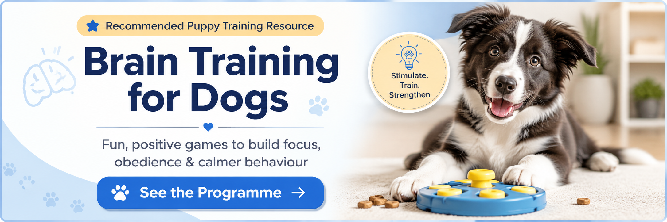 7 Simple Puppy Training Games for Focus and Better Behaviour